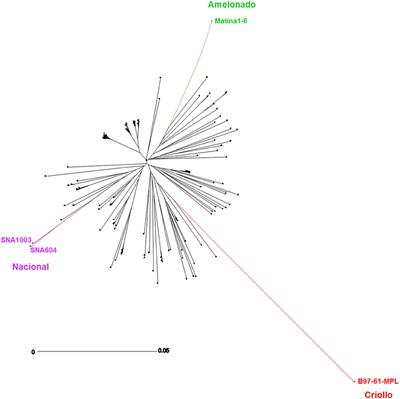 Two Main Biosynthesis Pathways Involved in the Synthesis of the Floral Aroma of the Nacional Cocoa Variety